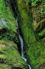 Image showing Green waterfall