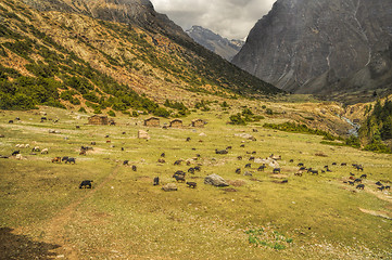 Image showing Goats in Himalayas