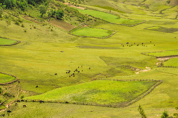 Image showing Green fields in Nepal