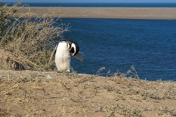 Image showing Magellanic penguin