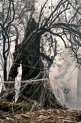 Image showing Spooky tree