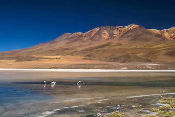 Image showing Flamingos