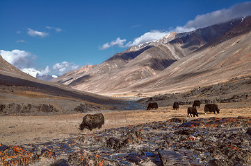 Image showing Yaks in Tajikistan