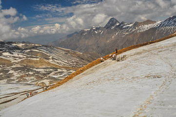 Image showing Mules in Himalayas