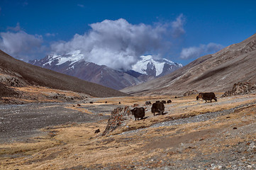 Image showing Yaks in Tajikistan