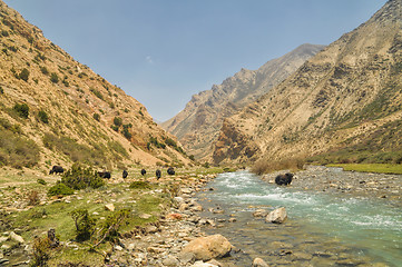 Image showing Yaks in Nepal