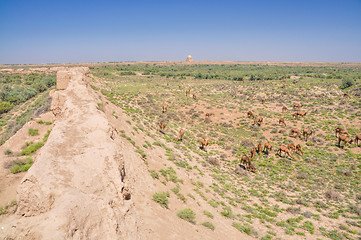 Image showing Camels in Turkmenistan