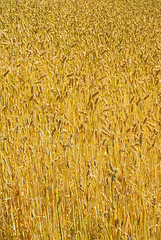 Image showing Wheat field