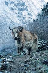 Image showing Kangchenjunga