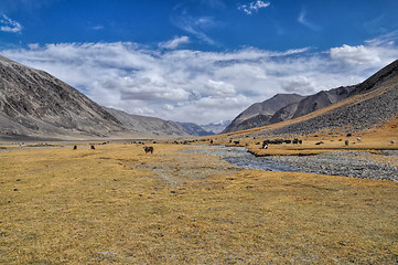 Image showing Yaks in Tajikistan