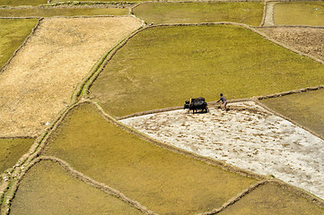 Image showing Ploughing fields in Nepal