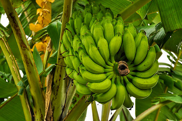 Image showing Bananas on tree