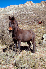 Image showing Donkey on a hill