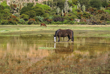 Image showing Horses in marshes