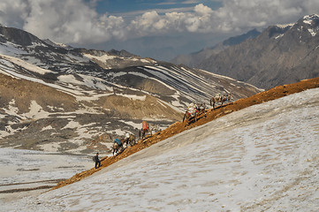 Image showing Mules in Himalayas