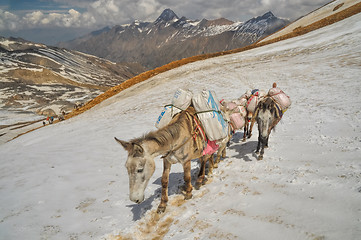 Image showing Mules in Himalayas