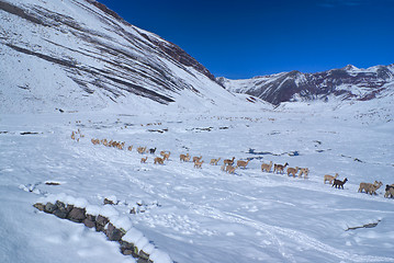 Image showing Herd of Llamas in Andes