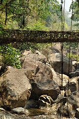 Image showing Old root bridge in India