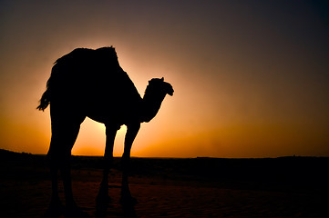 Image showing Camel