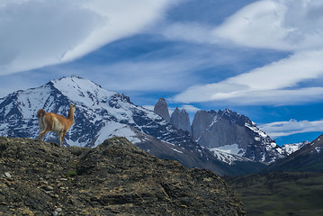 Image showing Guanaco