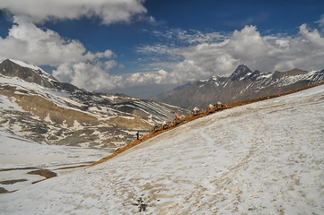 Image showing Mules in Himalayas