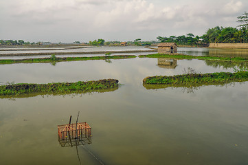 Image showing Agriculture in Bangladesh