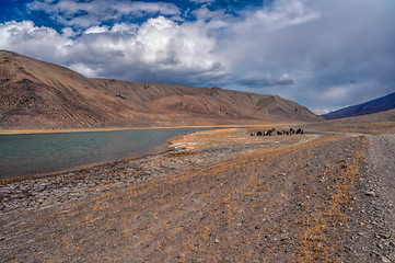 Image showing Yaks in Tajikistan