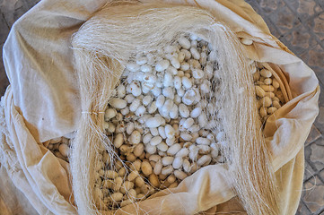 Image showing Silk cocoons