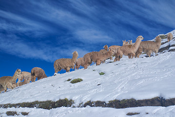 Image showing Herd of Llamas in Andes