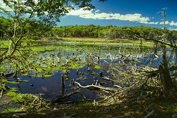 Image showing Swamps on Navarino