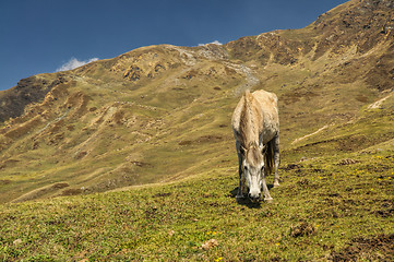 Image showing Horse in Himalayas