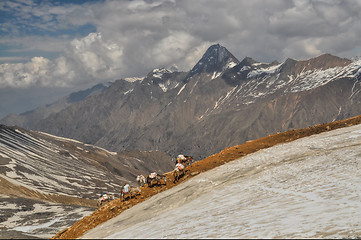 Image showing Donkeys in Himalayas