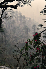 Image showing Rhododendron in forest