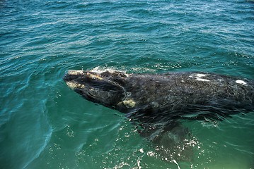 Image showing Whale