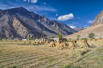 Image showing Crops in Tajikistan