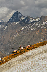 Image showing Donkeys in Himalayas