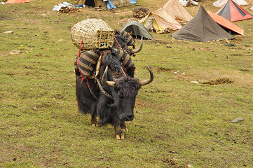 Image showing Yak in Nepal