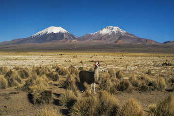 Image showing Llama in Sajama park