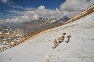 Image showing Mules in Himalayas