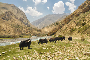 Image showing Yaks in Nepal