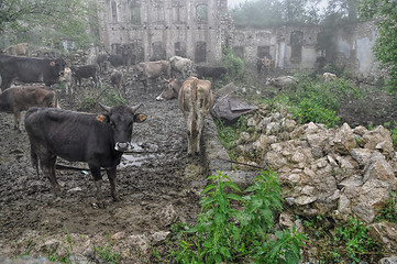 Image showing Livestock in Karabakh