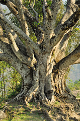 Image showing Old tree 