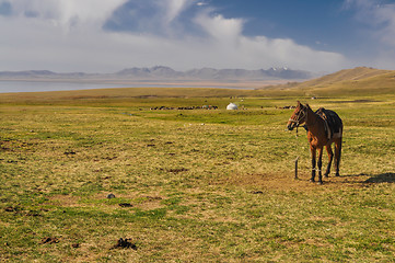 Image showing Horse on plane in Kyrgyzstan