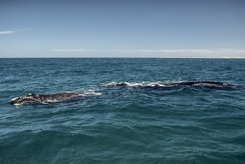 Image showing Whales