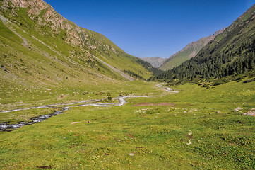 Image showing Green Tien-Shan in Kyrgyzstan