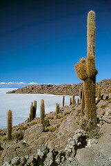 Image showing Cactus by slat planes