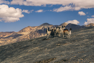 Image showing Choro trek llamas