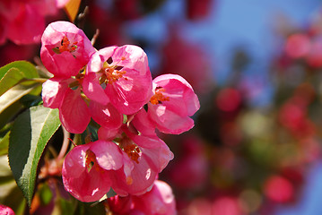 Image showing Apple blossom