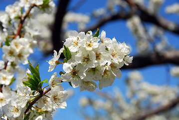 Image showing Apple orchard