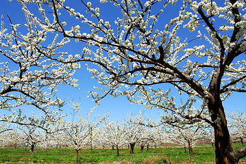 Image showing Apple orchard